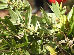 Image result for Agarista