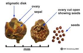 Image result for Pilostyles