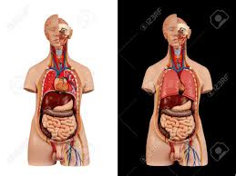 Enjoy a selection of illustrations, sketches, model sheets and tutorials by various artists, collected and shown here for educational and. Anatomical Model Unisex Torso Stock Photo Picture And Royalty Free Image Image 57815413