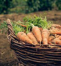 Integrated pest management (ipm) has been identified as a method that can be used in pest and disease management in crop cultivation. Optima Horizon 2020 Croplife Europe
