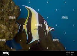 Moorish Idol the type of fish known as Gill in Finding Nemo Stock Photo -  Alamy
