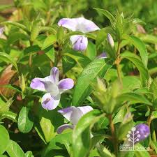 Image result for Barleria