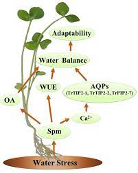 Plant physiology is a subdiscipline of botany concerned with the functioning, or physiology, of plants. Plant Cell Physiology On Twitter Advance Article Published Online Spermine Regulates Water Balance Associated With Ca 2 Dependent Aquaporins Trtip2 1 Trtip2 2 And Trpip2 7 Expression In Plants Under Water Stress Https T Co U5exnddfgw