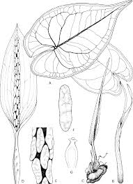 Ароидные (aroideae) или аронниковые (лат. Figure 4 From The Genus Hapaline Araceae Aroideae Caladieae Semantic Scholar