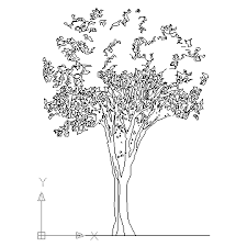 Check spelling or type a new query. Autocad Drawing Ficus Trees Ficus Houseplants Dwg