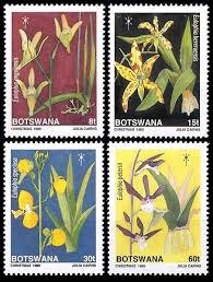 Image result for Eulophia hereroensis