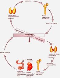 Pin On Thyroid Diet Underactive