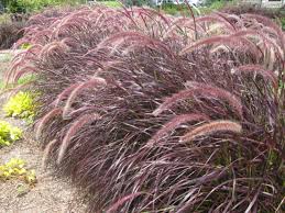 Image result for Craterostigma purpureum