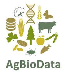 Image result for Phacelurus gabonensis