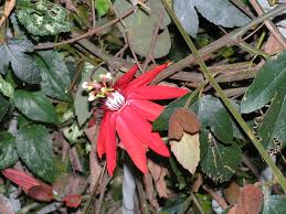 Image result for Passiflora vitifolia