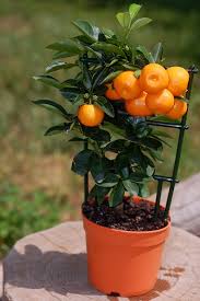 There are a number of dwarf plum trees. Miniature Garden Why Not Dwarf Fruit Trees The Sustainability Box