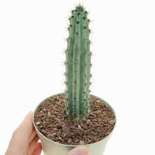 Image result for Pycreus aethiops