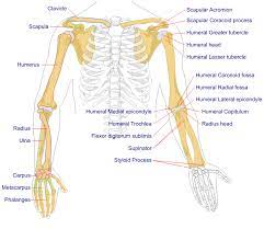 Therefore, by adulthood the human skeleton only consists of 206 bones. File Human Arm Bones Diagram Svg Wikipedia