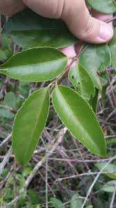 Image result for Hippocratea