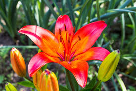 Wer die blumen frisch im garten schneidet, sollte sie kurz vor dem aufblühen, wenn die knospen. Lilie Blute Natur Kostenloses Foto Auf Pixabay