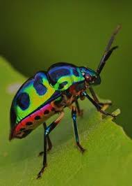 Pin On Ants N Others 0