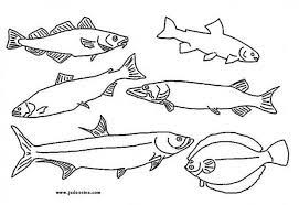 coloriage de differentes especes poissons tropicaux un bon moyen pour faire decouvrir nouveaux au poisson animaux fil campagne naturellement caron