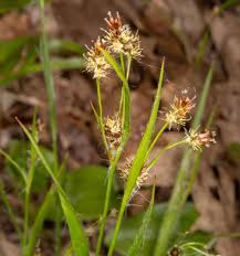 Image result for Luzula