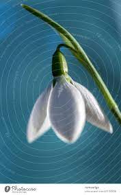 Snowdrop Flower Emoji Best Flower Wallpaper