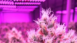 The flowering stage is the moment we all have been waiting for. What Does Flowering Time Mean Plus All Essentials Of The Bloom Stage Grow Light Info