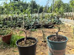 Image result for Commiphora mombassensis