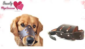 Looking to adopt an adorable dog, cat and bird? Muzzles Price In Sri Lanka Muzzles Emi Plans Daraz Lk