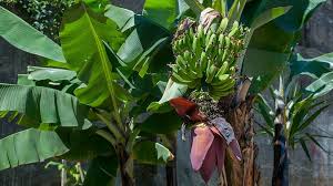 Rare seeds 100pcs banana seeds red dwarf tree bonsai fruit decor home gardening planting. Do We Need To Worry About Banana Blight Bbc News