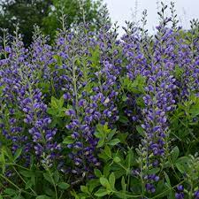 Check spelling or type a new query. Top 10 Blue Perennials For Dreamy Gardens Proven Winners