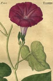 Image result for Ipomoea venosa