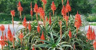 Image result for Aloe arborescens × inyangensis