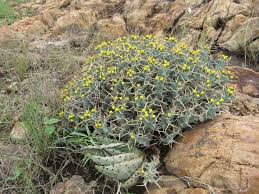 Image result for Euphorbia clavigera