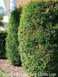 We did not find results for: Eugenia Is One Of South Florida S Finest Hedge Or Privacy Plants Great Looking Fast Growing De Privacy Plants Privacy Landscaping Backyard Garden Landscape