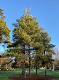 Image result for Pinus