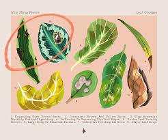 Now you know why your monstera can get brown tips and more importantly, you know how to fix the issue. Decoding Leaf Changes In Your Houseplant