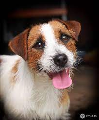 chudesnaya devochka porody jackrussellterrier dzhek rassel terer dzhek rassel terer