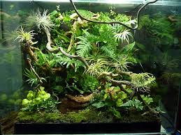 Pin On Vivarium Idea S Supplies