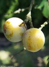 Image result for prunus domestica oullins
