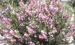 Mediterranean Pink Heather This Mounding Evergreen Shrub Establishes Quickly For A Fine Dense Ground Cover Or Border It Offers Plants Evergreen Shrubs Bloom