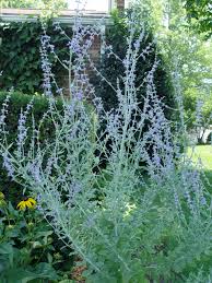 We did not find results for: Russian Sage Little Spire Garden Housecalls