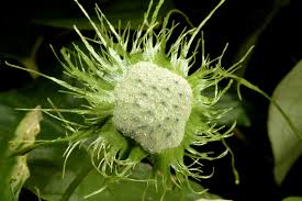 Image result for Dorstenia psilurus