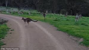 Aussie S Encounter With Terrifying Kangaroos Who Won T Move Eastern Grey Kangaroo Kangaroo Great Photos
