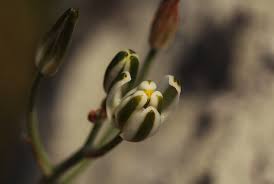 Image result for Albuca kirkii