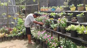 Permasalahannya, bunga hias ini kerap sekali memiliki masa layu yang singkat. Agus Djumadi Inisiasi Paguyuban Petani Tanaman Hias