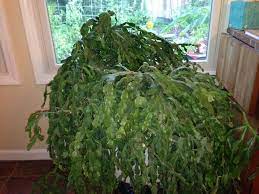 How To Take Care Of A 26 Year Old Christmas Cactus Christmas Cactus Christmas Cactus Care Holiday Cactus
