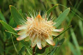 Image result for Protea gaguedi