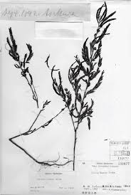 Image result for Chamaecrista mimosoides