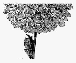 Maybe you would like to learn more about one of these? Transparent Tumblr Flower Png Illustrated Flowers Black And White Transparent Background Png Download Kindpng
