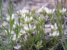 Image result for Entada arenaria