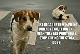 Pin On Love Of Dogs