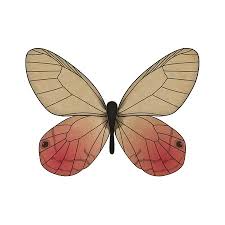 Examples of papillon in a sentence. Papillons Toulouse Menu Prices Restaurant Reviews Tripadvisor
